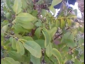نهال گردوژنوتیپ برتر