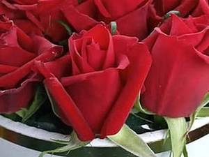انواع باکس گل رز قرمز