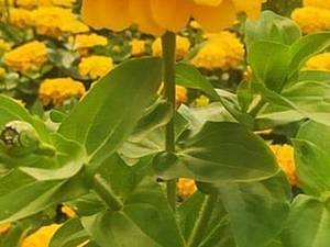 پخش عمده گل اهار