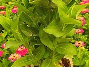 پخش عمده گل اهار