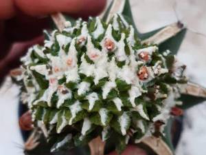 آریوکوچیبیانوس دفورمه