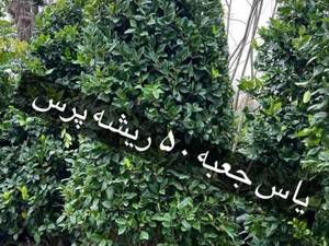 درختچه یاس جعبه ۵۰ ریشه پرش