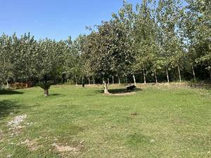 زمین مسکونی سند دار