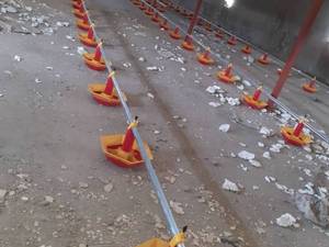 دانخوری بوقلمون