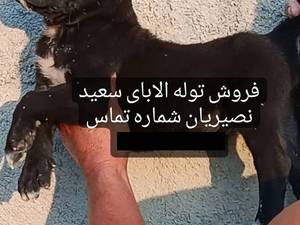 توله الابای با رنگ تیره مناسب نگهبانی  