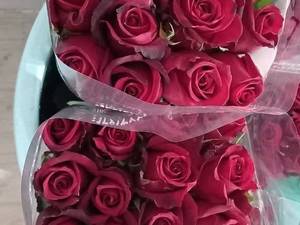 فروش گل رز شاخه بریده در اصفهان
