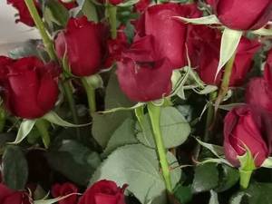 فروش گل رز شاخه بریده در اصفهان