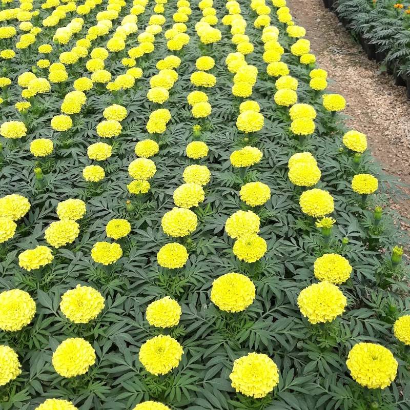 فروش عمده گل جعفری دراصفهان