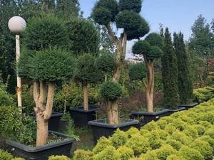 انواع درختچه فضا باز در گیلان چابکسر