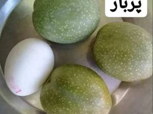 نهال گردوژنوتیپ برتر