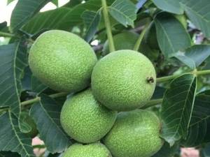 نهال گردو ژنوتیپ اصل بذری رویشی