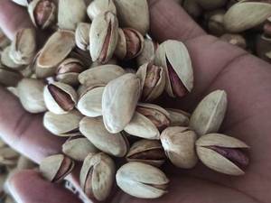 پسته بادامی 